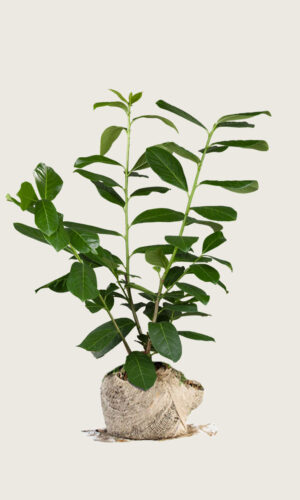 Laurbærkirsebær Novita rodklump