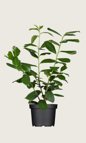 Laurbærkirsebær Novita potte