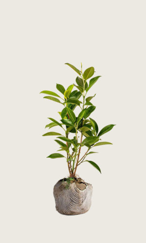 Laurbærkirsebær Novita rodklump