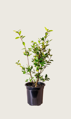 Laurbærkirsebær Novita potte