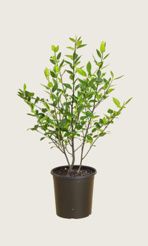 Laurbærkirsebær Novita potte