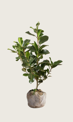 Laurbærkirsebær Novita rodklump