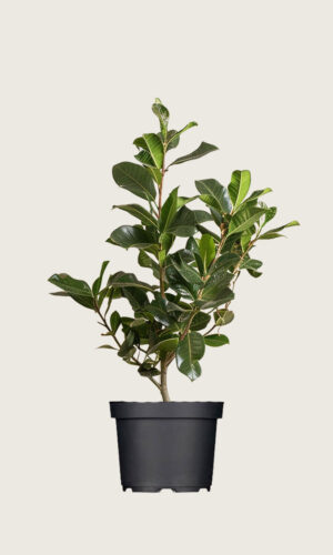 Laurbærkirsebær Novita potte