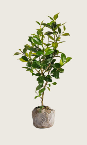 Laurbærkirsebær Novita rodklump