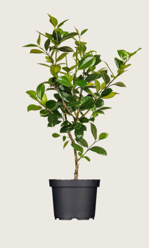 Laurbærkirsebær Novita potte