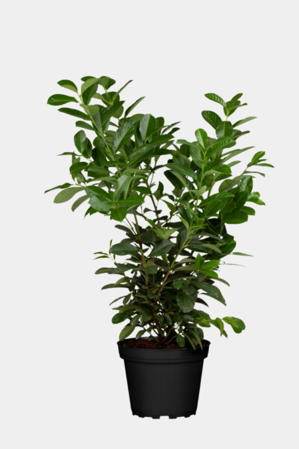 Laurbærkirsebær Etna potte 180-220cm 15-pak
