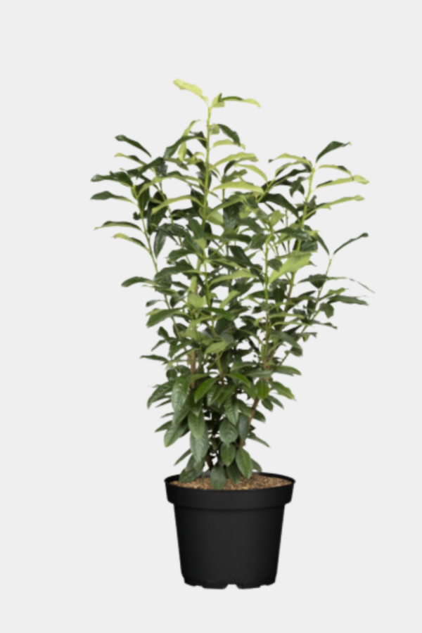 Laurbærkirsebær Genolia potte 180cm-220cm 20-pak