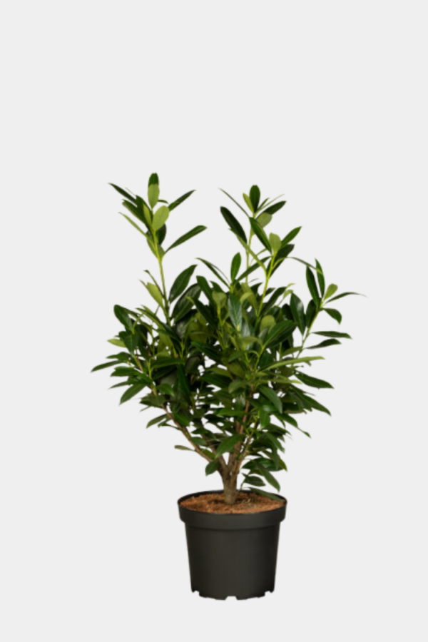 Laurbærkirsebær Genolia potte 140cm-180cm 30-pak
