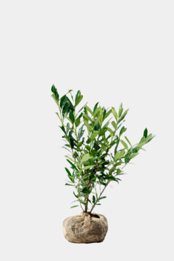 Laurbærkirsebær Genolia rodklump 60-100cm 60-pak