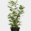 Laurbærkirsebær Novita potte 220cm-260cm 15-pack