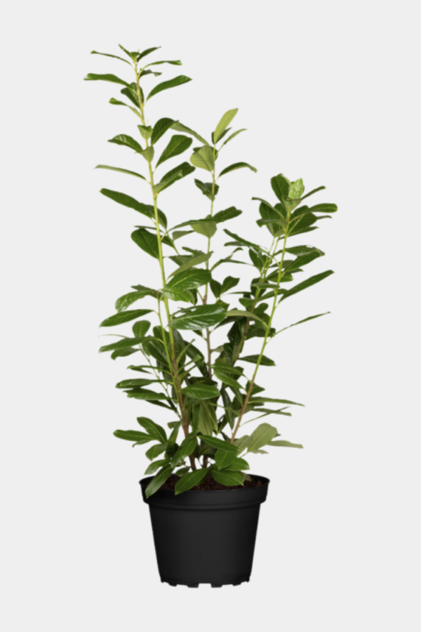 Laurbærkirsebær Novita potte 220cm-260cm 15-pack