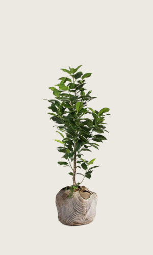 Laurbærkirsebær Elly rodklump