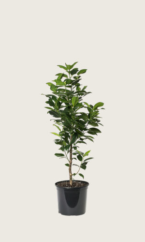 Laurbærkirsebær Elly potte