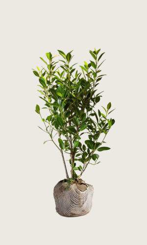 Laurbærkirsebær Elly rodklump