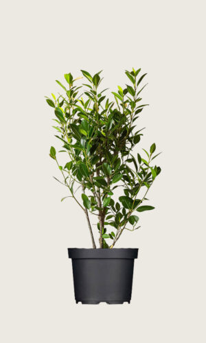 Laurbærkirsebær Elly potte