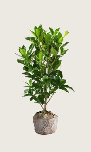 Laurbærkirsebær Elly rodklump