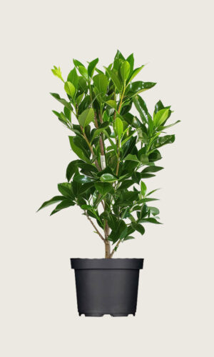 Laurbærkirsebær Elly potte