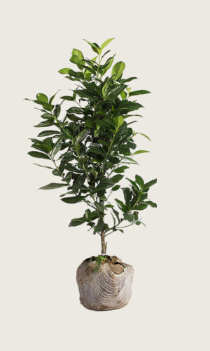 Laurbærkirsebær Elly rodklump