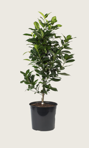 Laurbærkirsebær Elly potte