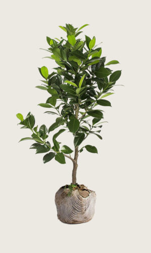 Laurbærkirsebær Elly rodklump