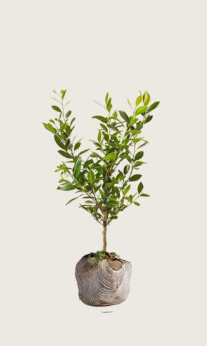 Laurbærkirsebær Etna rodklump