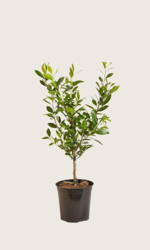 Laurbærkirsebær Etna potte