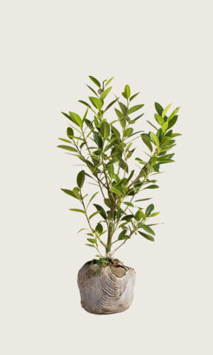 Laurbærkirsebær Etna rodklump