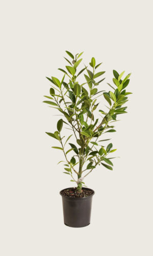 Laurbærkirsebær Etna potte