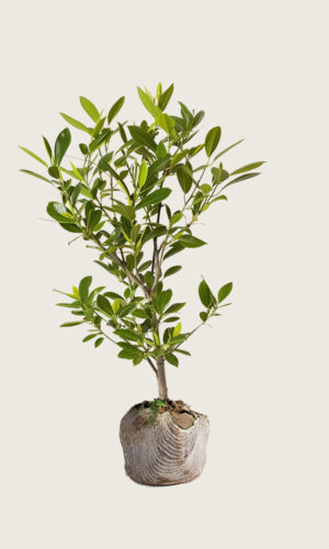 Laurbærkirsebær Etna rodklump