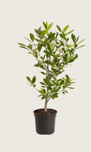 Laurbærkirsebær Etna potte