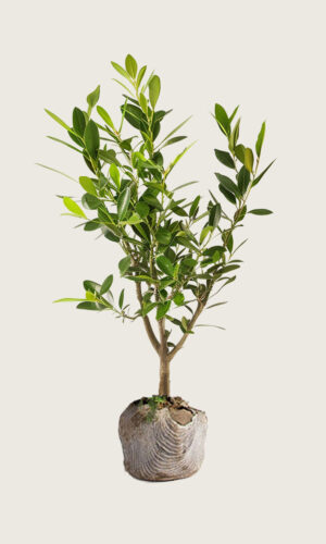 Laurbærkirsebær Etna rodklump