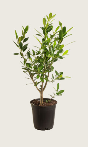 Laurbærkirsebær Etna potte