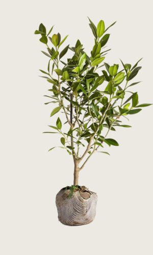 Laurbærkirsebær Etna rodklump