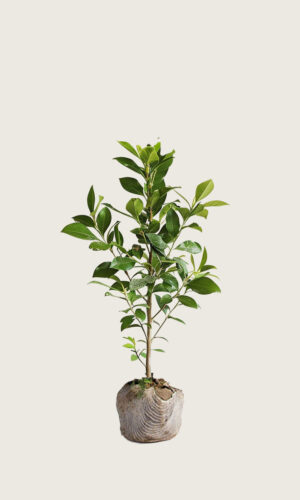 Laurbærkirsebær Genolia rodklump