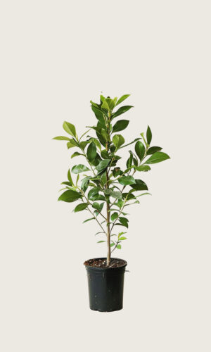 Laurbærkirsebær Genolia potte