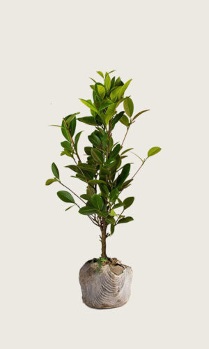 Laurbærkirsebær Genolia rodklump