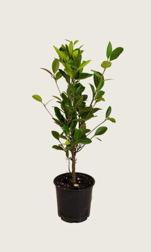 Laurbærkirsebær Genolia potte