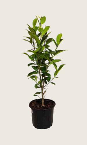 Laurbærkirsebær Genolia potte