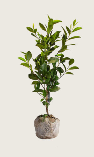 Laurbærkirsebær Genolia rodklump