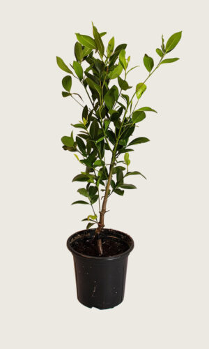 Laurbærkirsebær Genolia potte